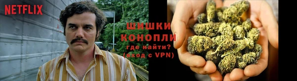 прущие грибы Абинск